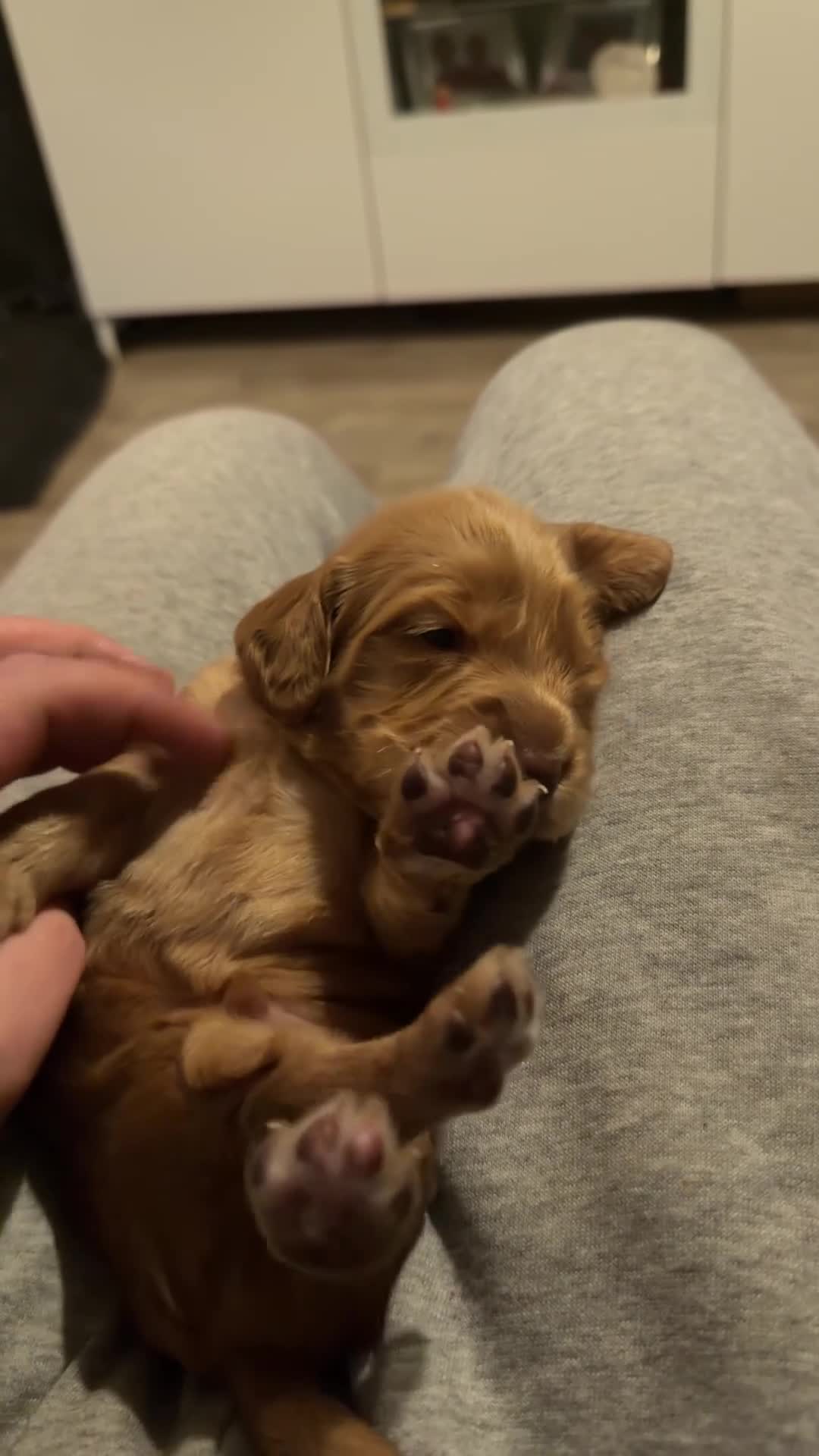 Sprocker dogs for sale: Sprocker Pups | Ready to leave next week  - Video 1