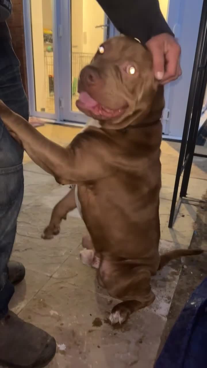 Mixed Breed dogs for sale: Dog for rehoming  - Video 2