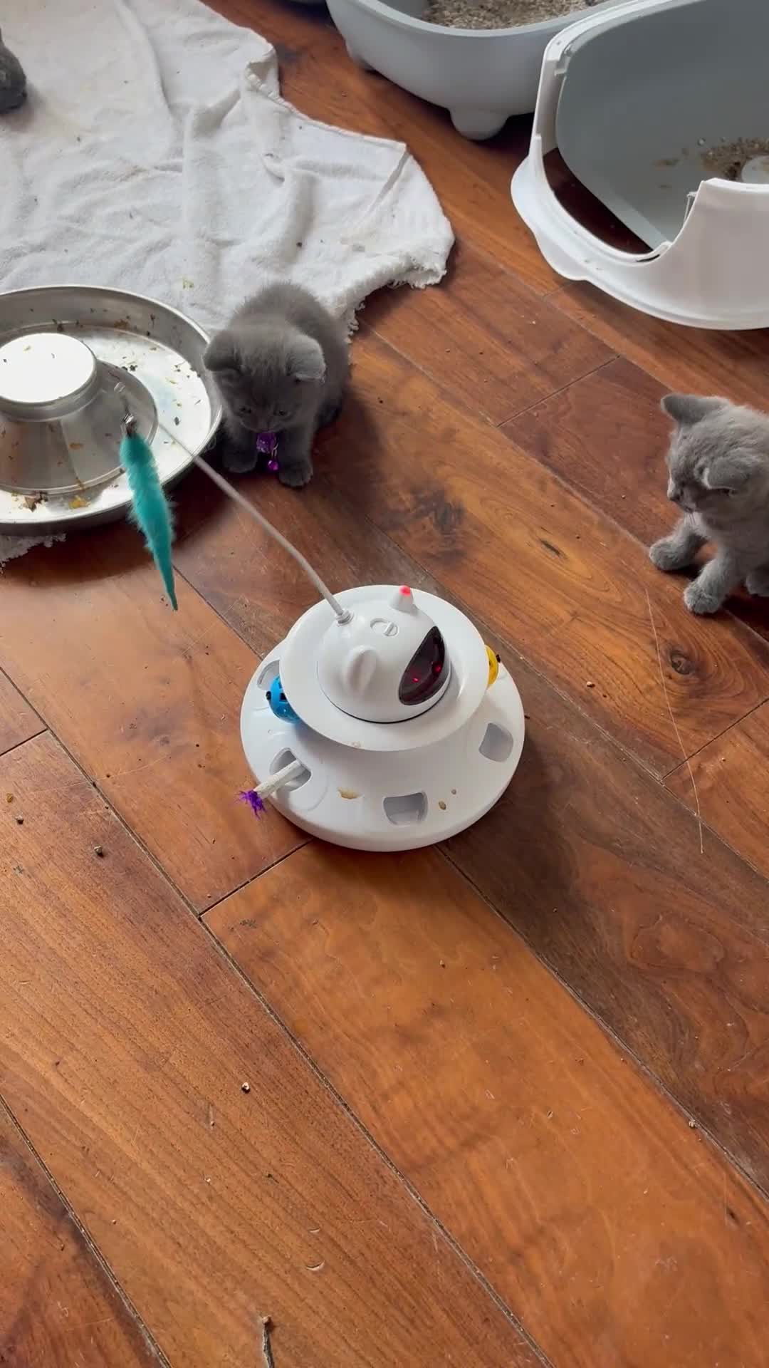 British Shorthair cats for sale: British Shorthair kittens  - Video 2