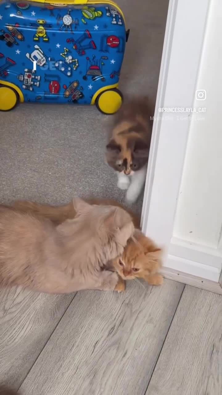 British Longhair cats for sale: Available now 😻 British Longhair kittens - TICA  - Video 1