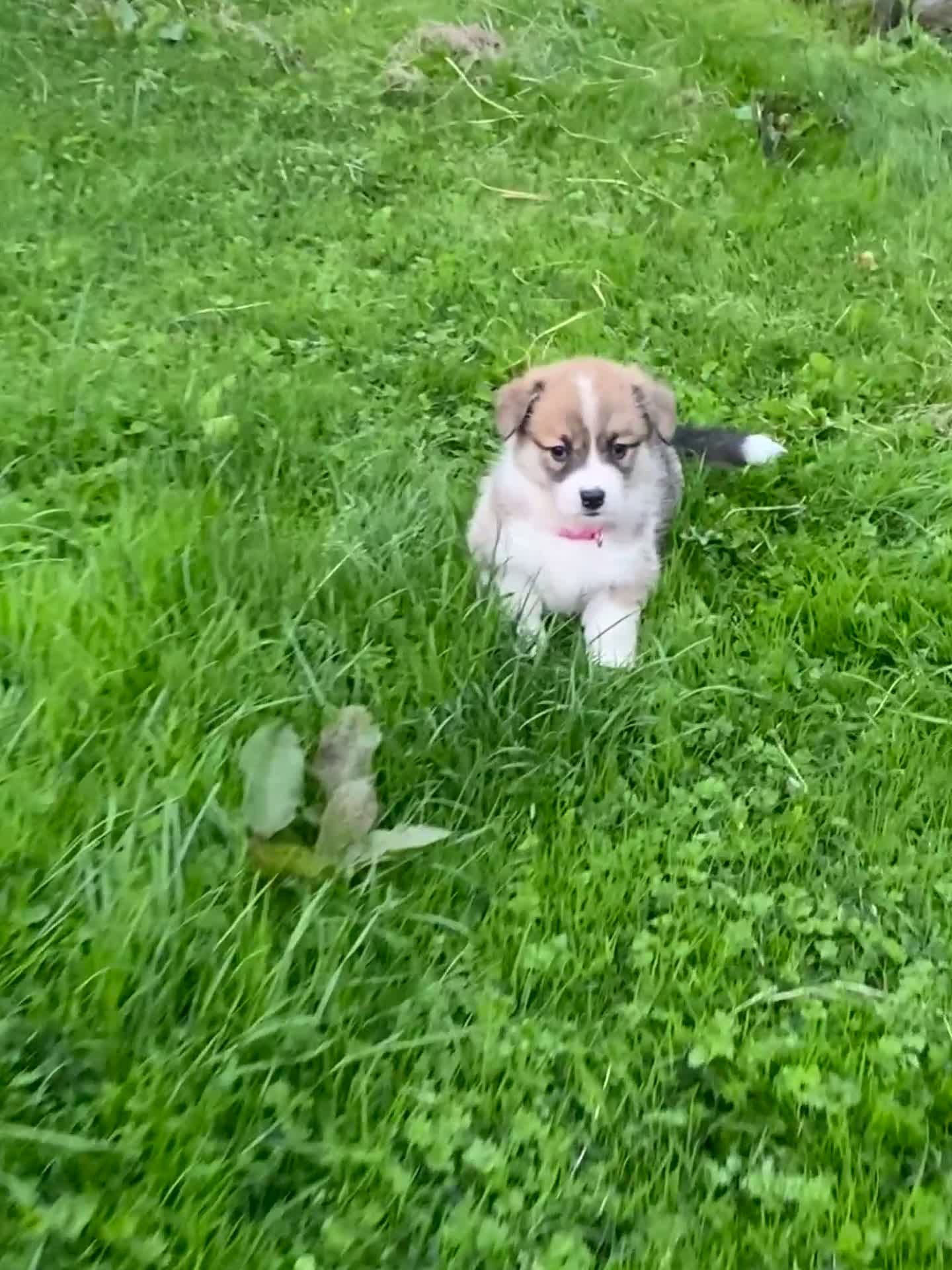 Welsh Corgi Pembroke dogs for sale: Champion Bloodline KC reg puppies - Video 2