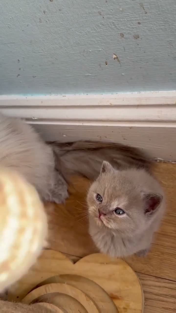 Mixed Breed cats for sale: 5 beautiful kittens READY NOW Scottish fold x BSH  - Video 1