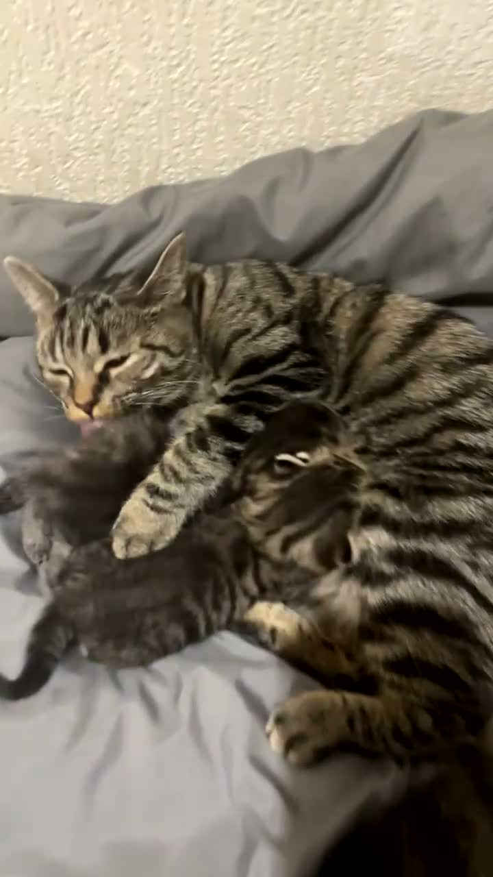 Mixed Breed cats for sale: Tabby kitten Kitten  - Video 1