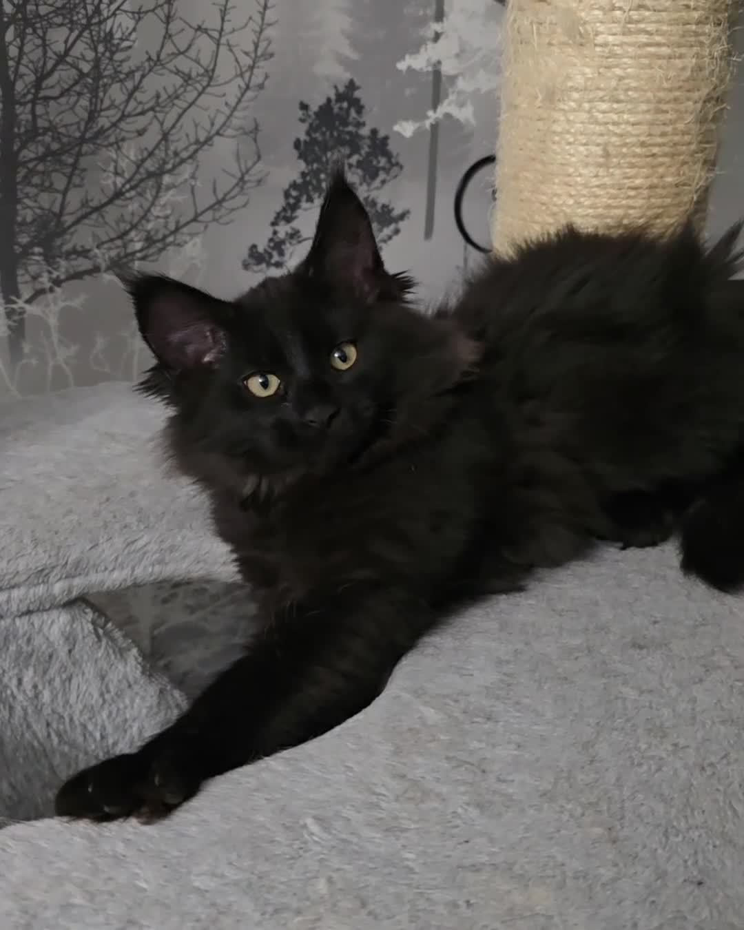 Maine Coon cats for sale: Pedigree TICA Maine Coon kittens READY  - Video 1