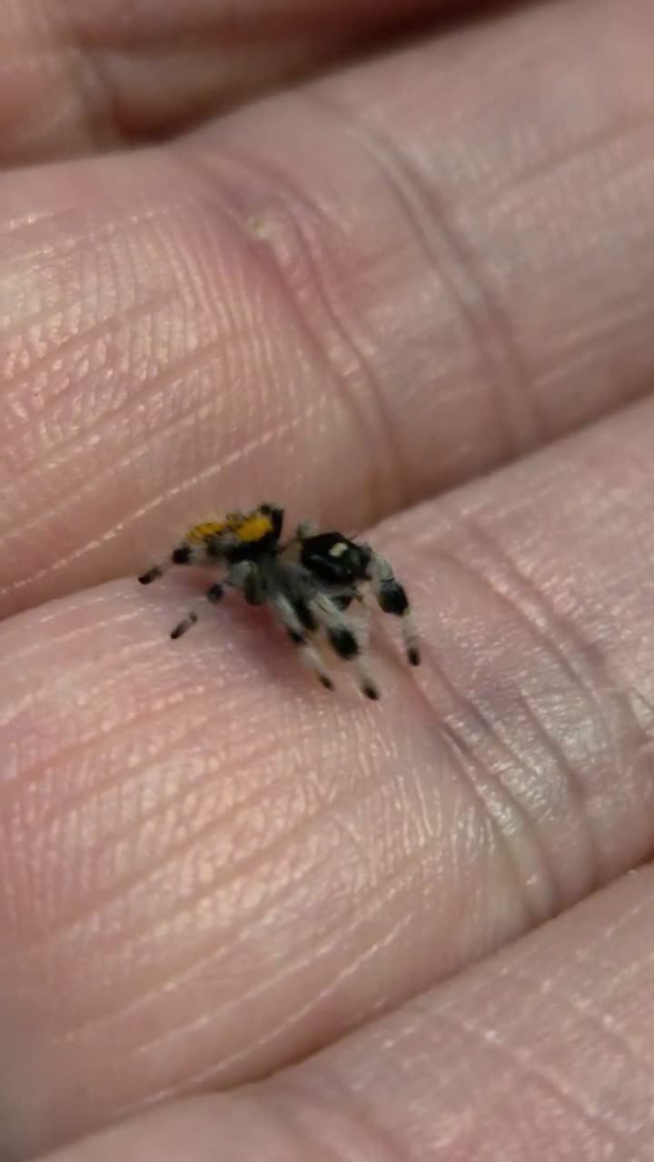 Spiders invertebrates for sale: Soroa jumping spiders in Redcar - Video 2