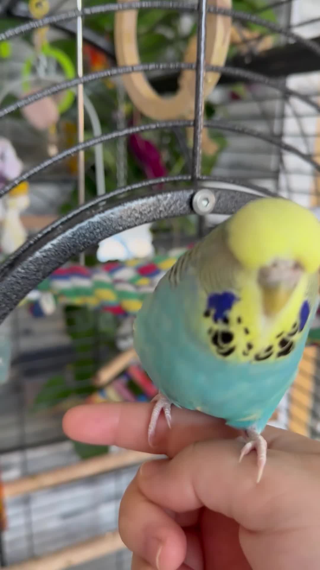 Budgerigars birds for sale: Four beautiful budgies🩵 comes with a cage - Video 2