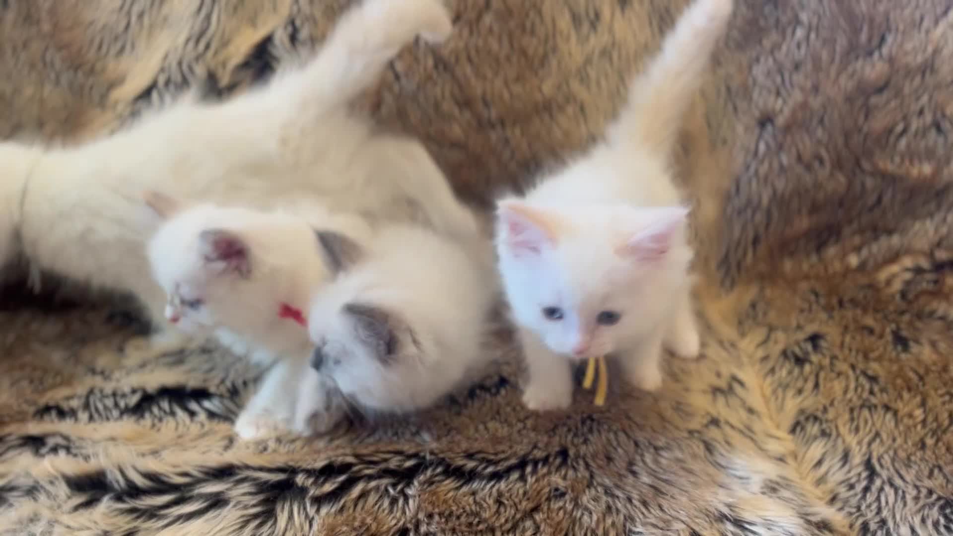 Ragdoll cats for sale: Handsome Ragdoll babys! 💛 in Arundel - Video 1