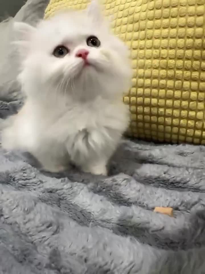 Munchkin cats for sale: Show-Quality Minuet Kittens – Rare in the UK - Video 2