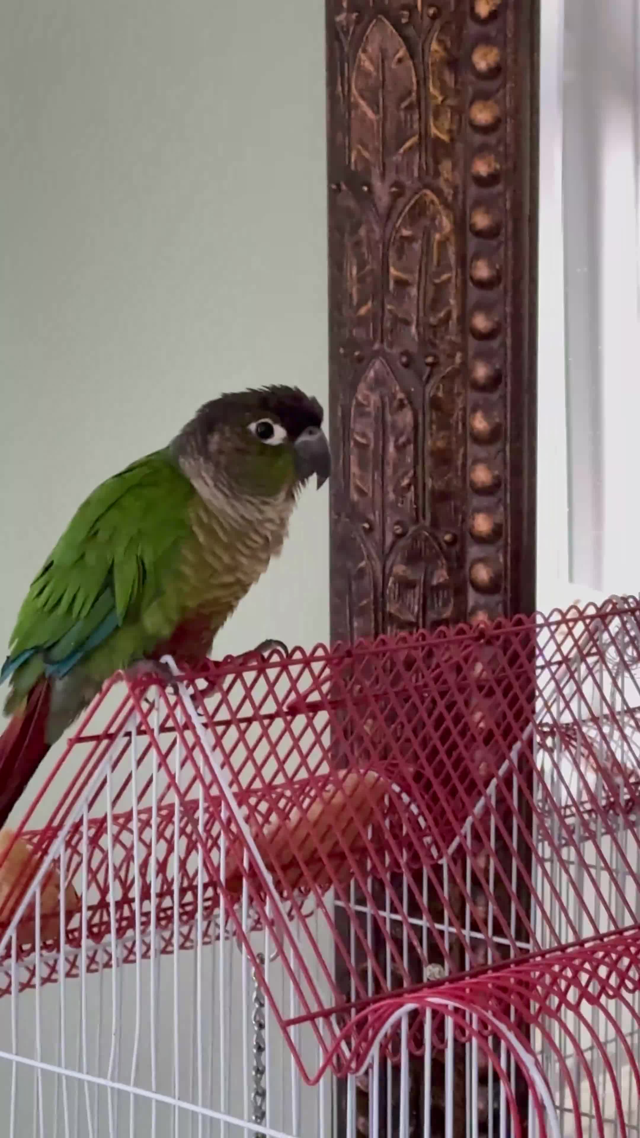 Conures birds for sale: Green-Cheek Conure (8 Months & Food Included - Video 1