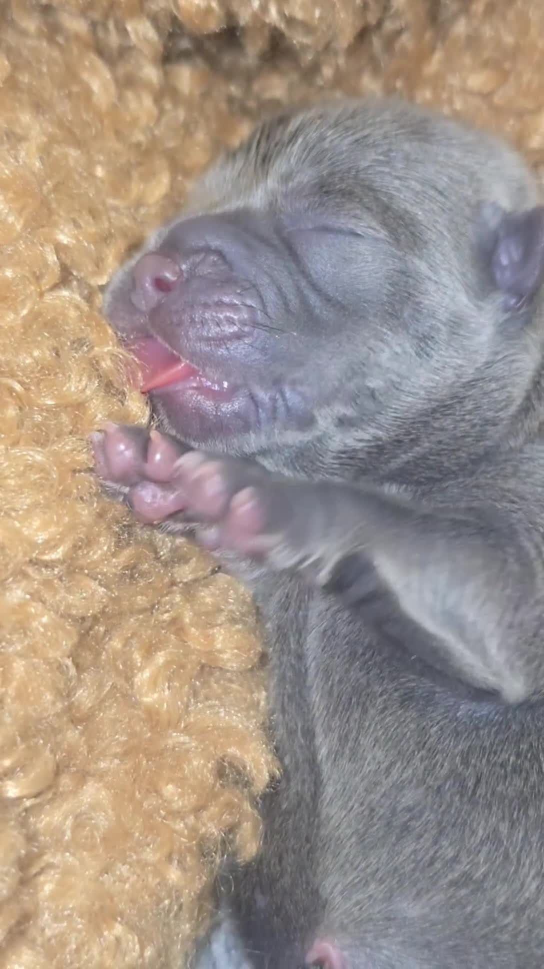 Mixed Breed dogs for sale: Chaffy puppies - Video 3