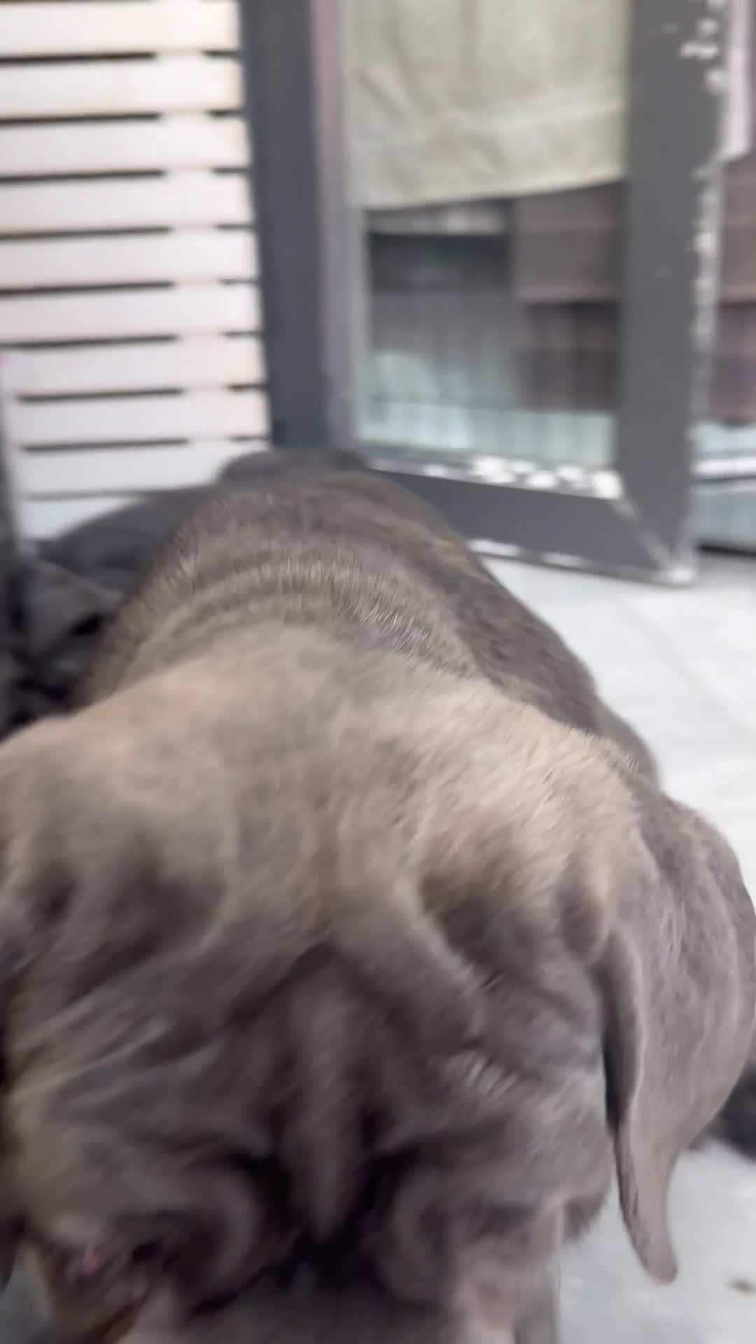 Neapolitan Mastiff dogs for sale: 1 girl puppy Neapolitan mastiff 8 week  - Video 3
