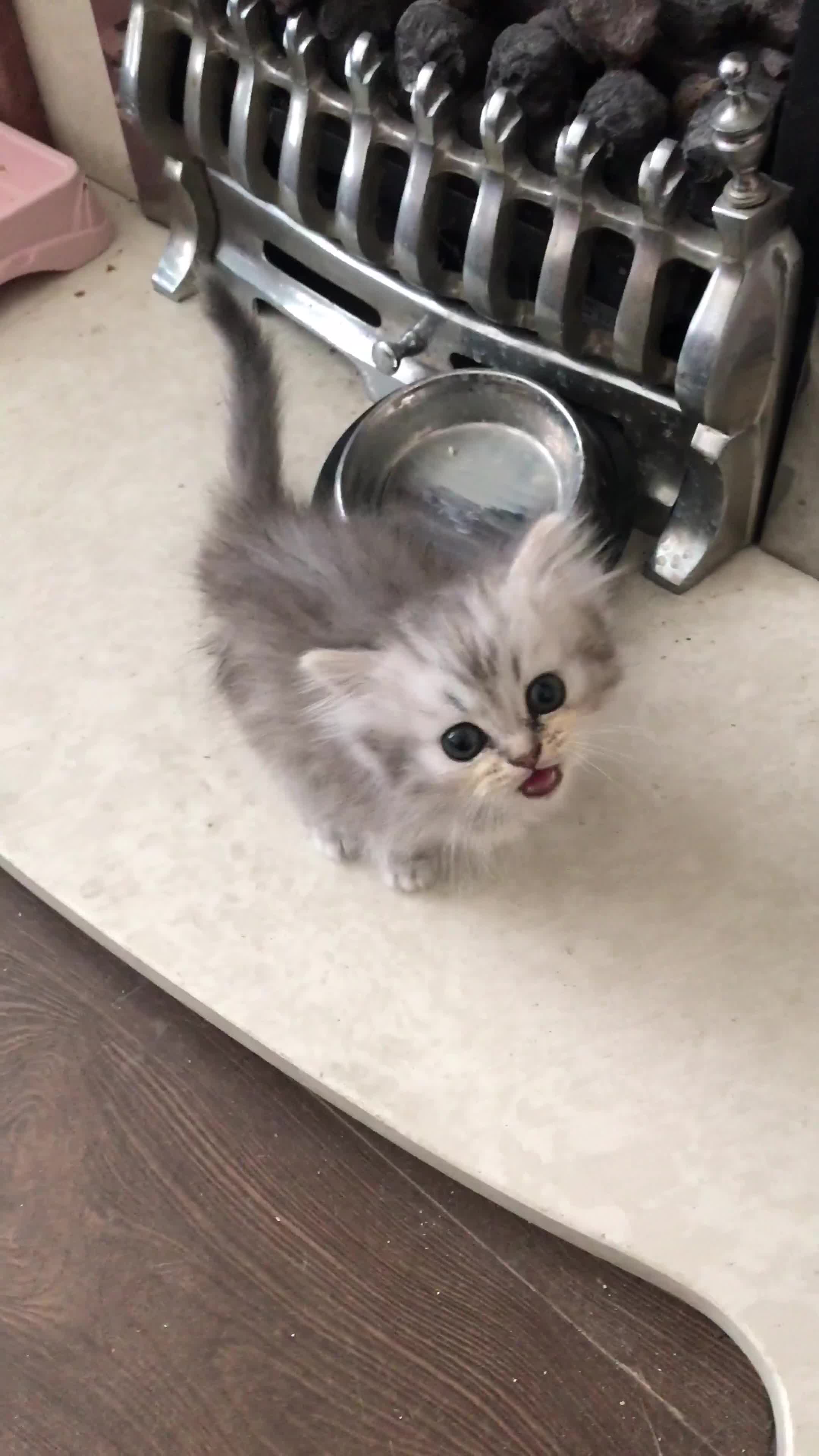 Persian cats for sale: Persian kitten in Blackburn - Video 1