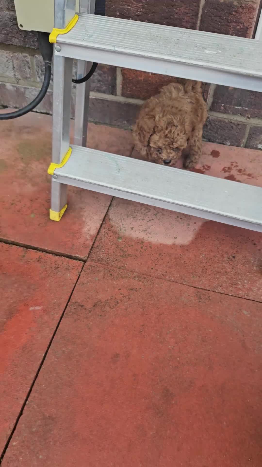 Cavapoo dogs for sale: 5* Cavapoo Puppies - Video 2