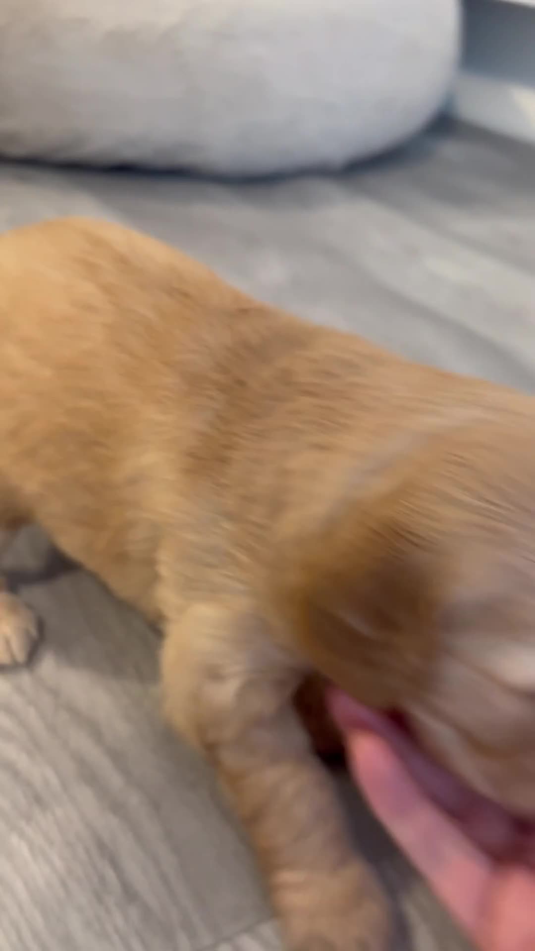 Goldendoodle dogs for sale: F1 Golden Doodles  - Video 3