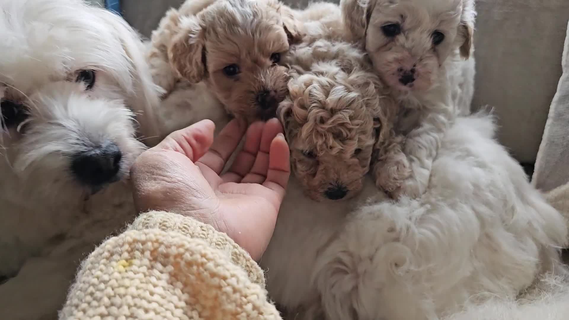 Mixed Breed dogs for sale: Maltipoo f2 very friendly - Video 1