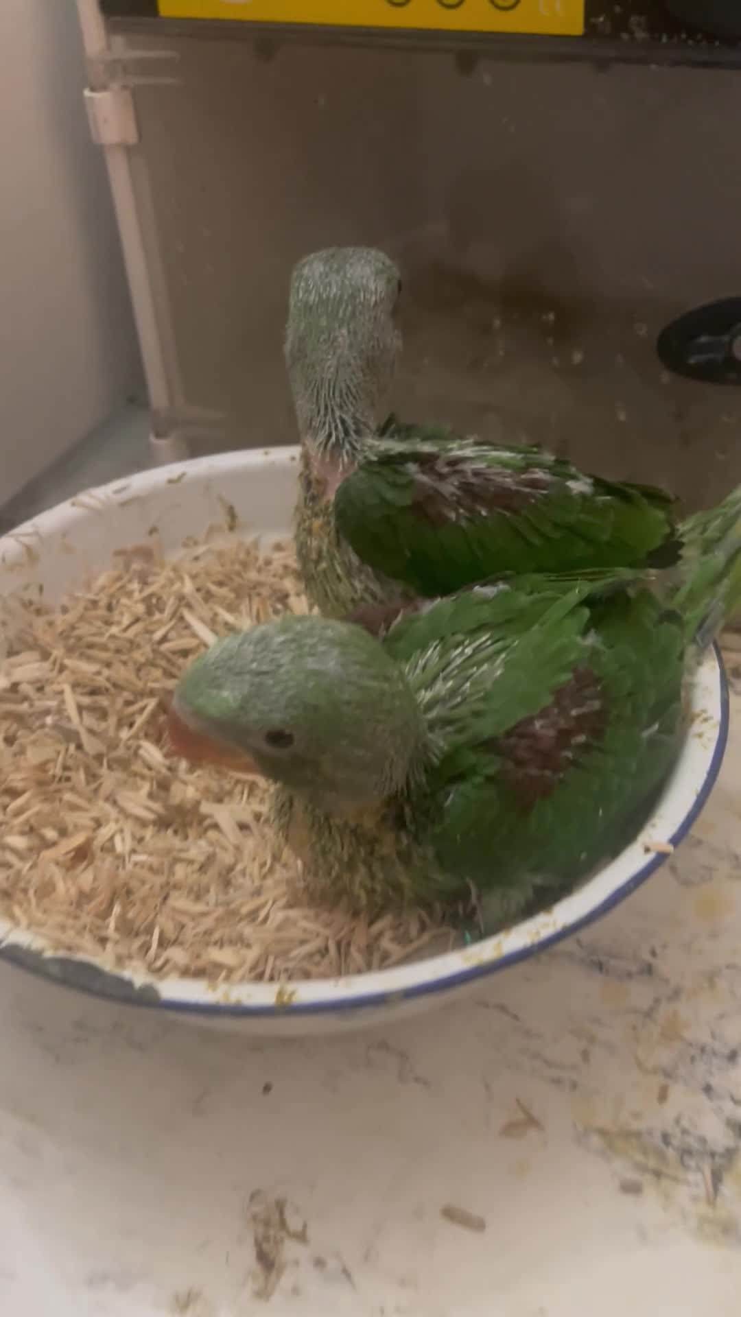 Parrots birds for sale: Alexandrine baby parrots  - Video 1