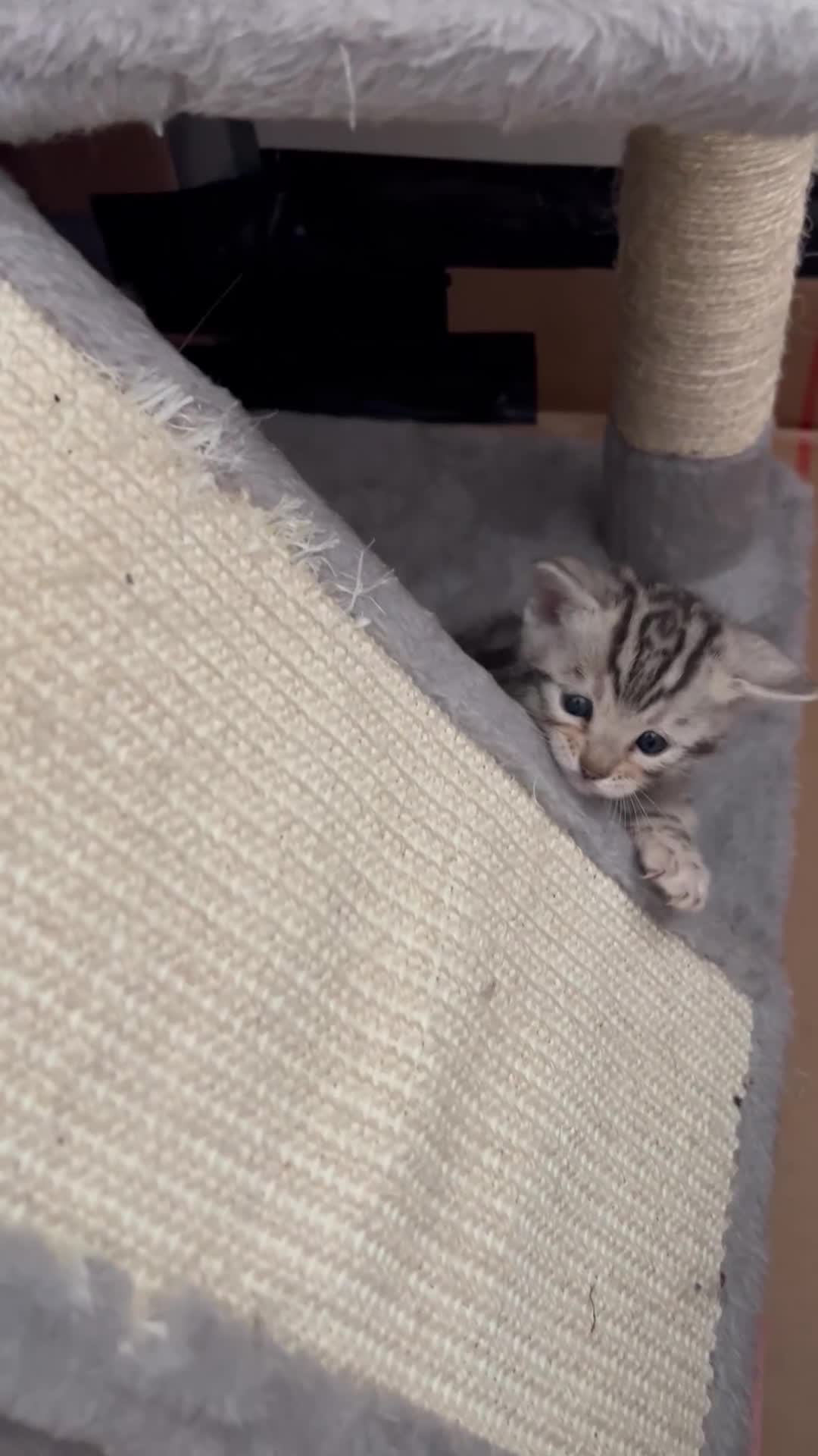 Bengal cats for sale: Bengal kittens  - Video 4