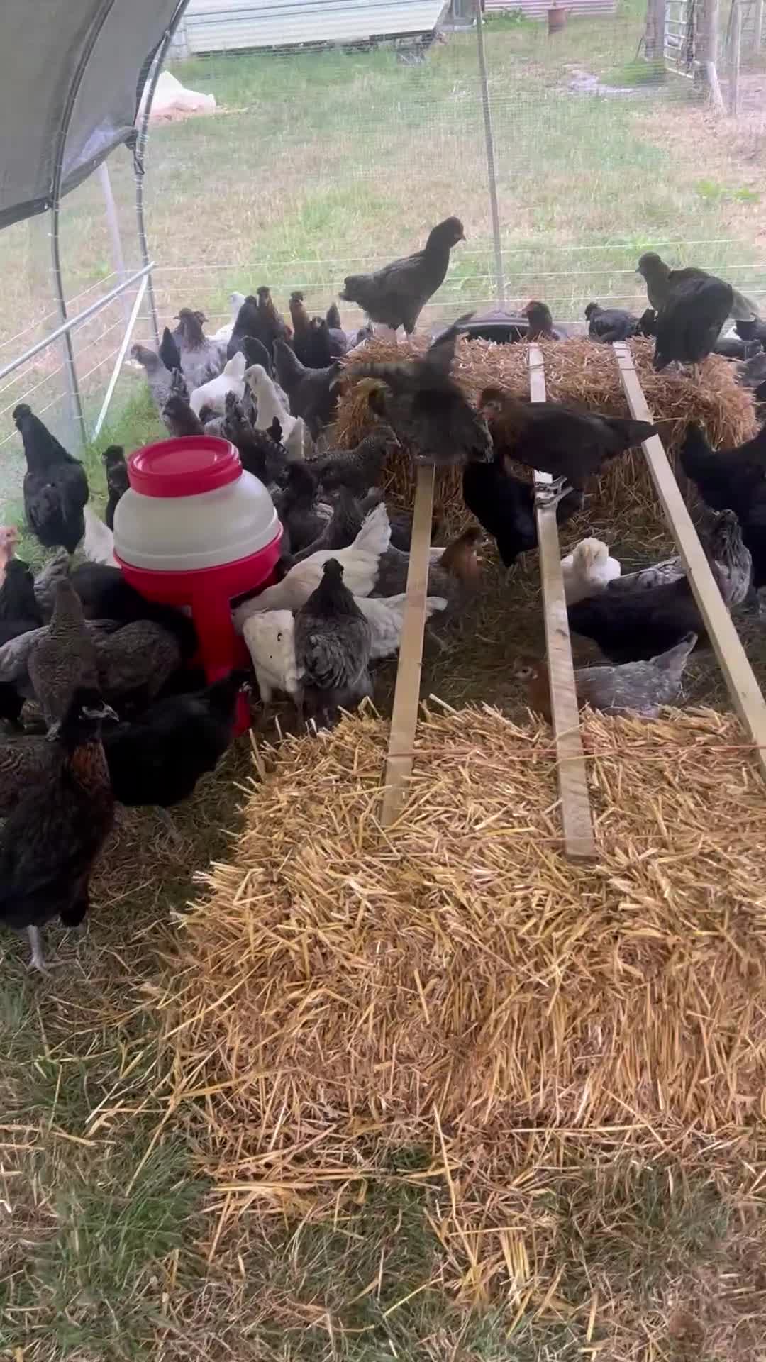 Chickens poultry for sale: Point of lay hybrid hens  - Video 1