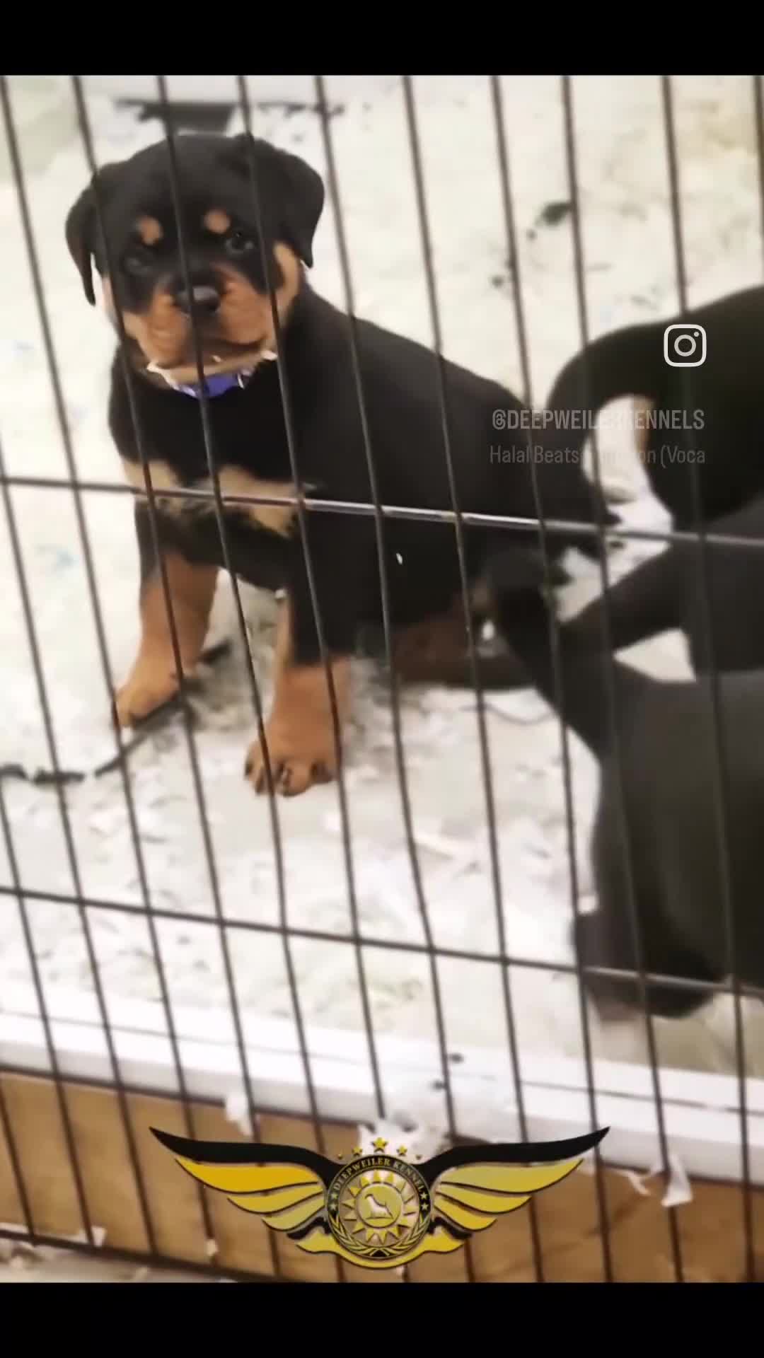 Rottweiler dogs for sale: BEAUTIFUL ROTTWEILER PUPPIES FULL KC SHOW QUALITY  - Video 2