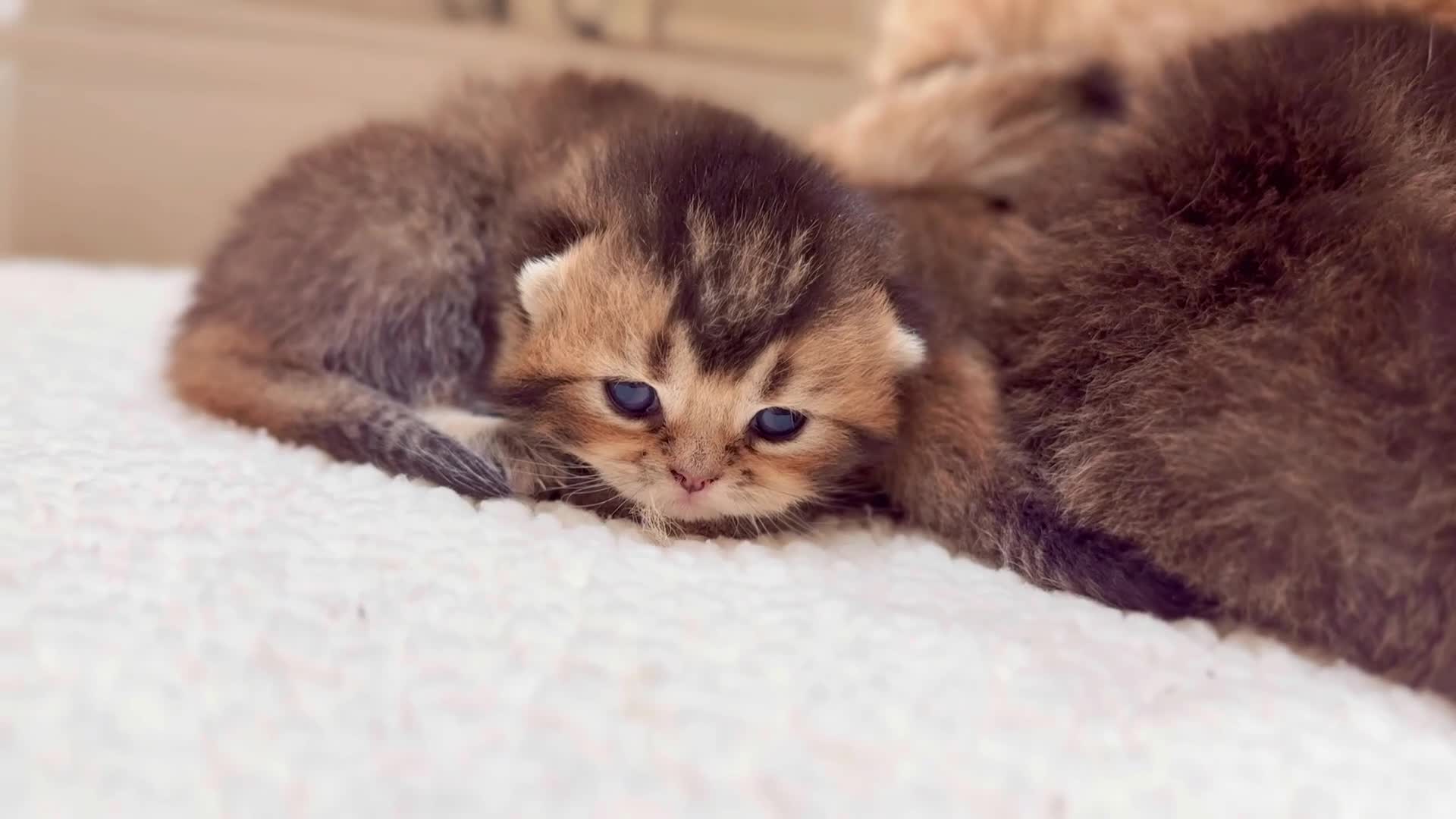British Shorthair cats for sale: ✨Beautiful British Shorthair Kittens✨ - Video 2