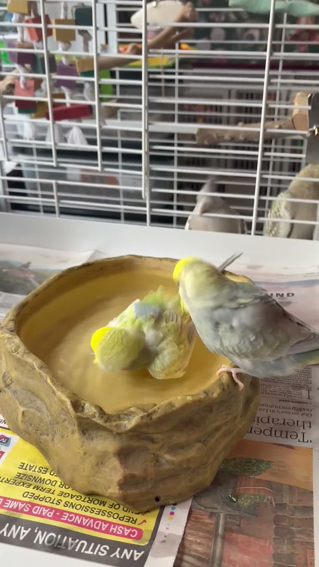 Budgerigars birds for sale: 3 rainbow budgies for sale  in Appleby-in-Westmorland - Video 1