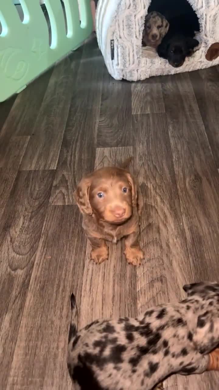 Miniature Dachshund dogs for sale: 1 last Black and Tan Male left!!!   in Watford - Video 2