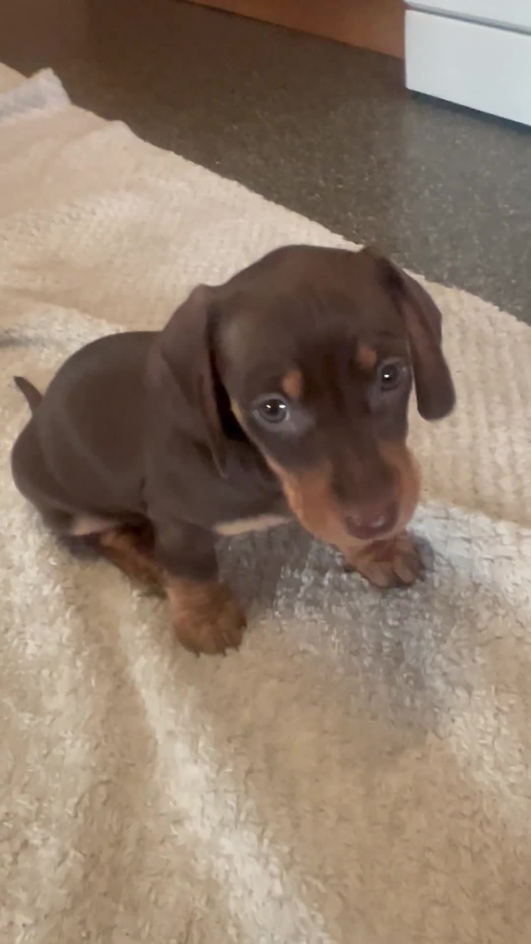 Miniature Dachshund dogs for sale: STUNNING MINI SMOOTH HAIR PRA CLEAR DACHSHUND PUPS - Video 1