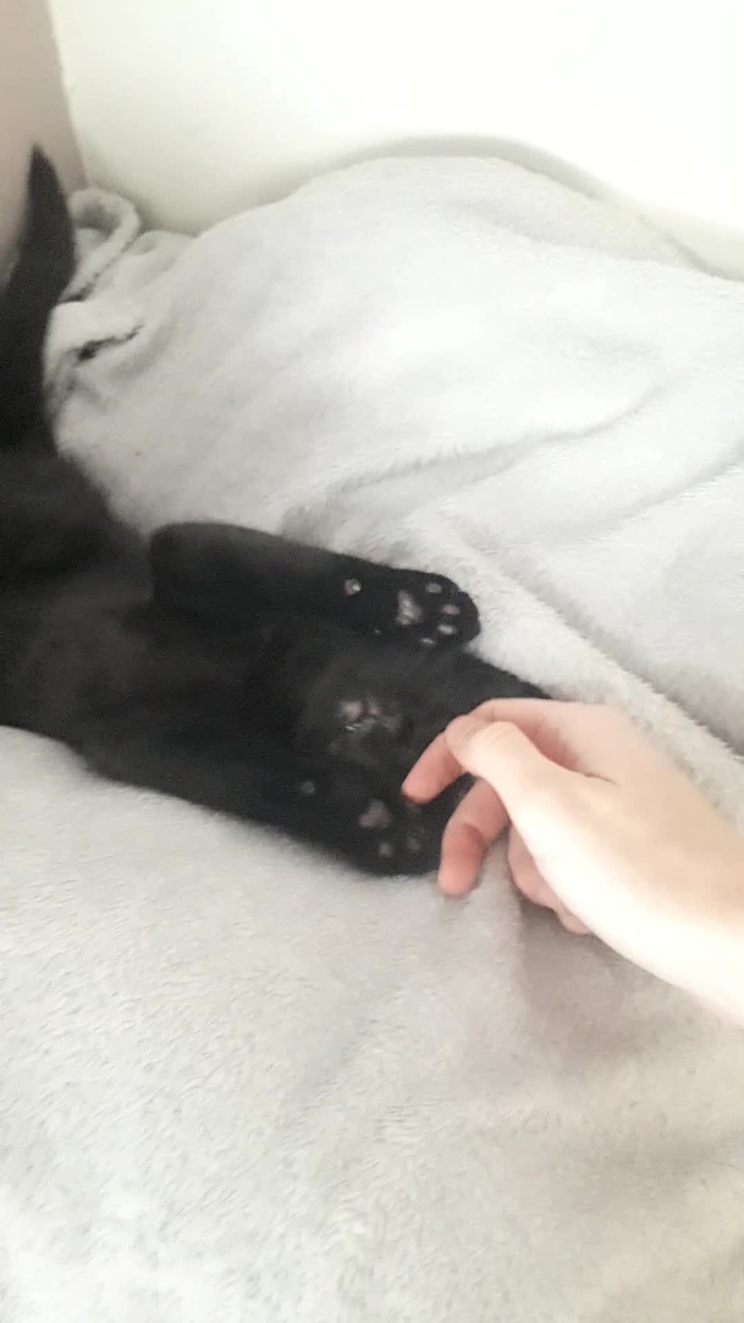 Mixed Breed cats for sale: TWO MALE KITTENS AVAILABLE READY TO LEAVE NOW - Video 2