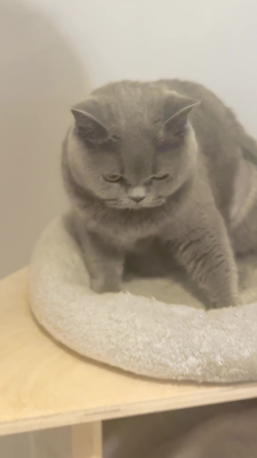 British Shorthair cats for sale: Female 4 years old available  - Video 1