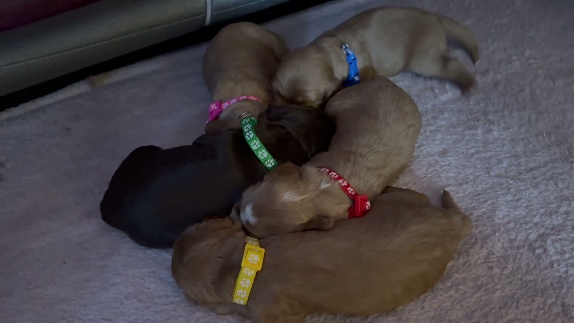 Cocker Spaniel dogs for sale: Cocker spaniel puppies  - Video 1