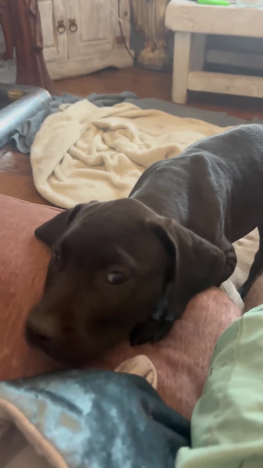 Mixed Breed dogs for sale: Beautiful Cane Corso / Bullmastiff Puppies  - Video 5