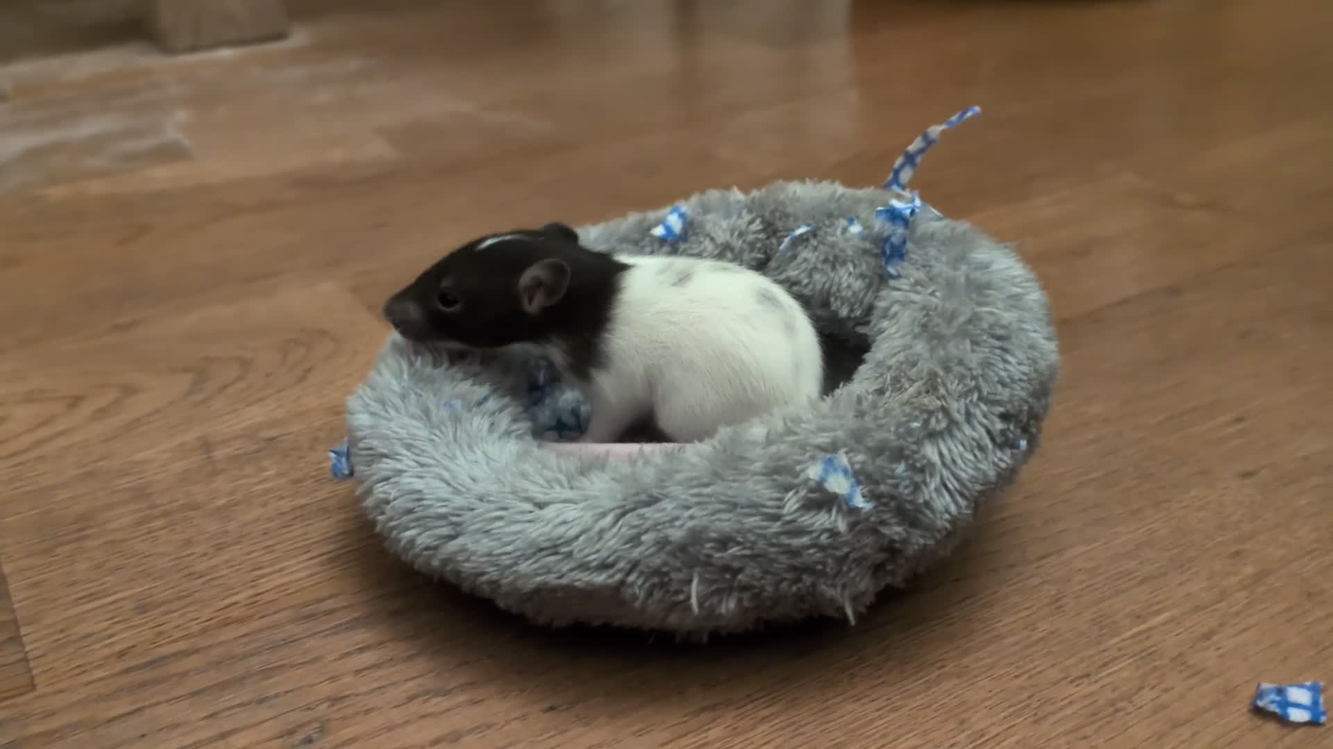 Rat rodents for sale: 4 male rats  - Video 4