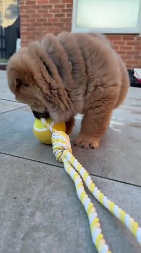 Chow Chow dogs for sale: 2 beautiful chow chows available. - Video 1