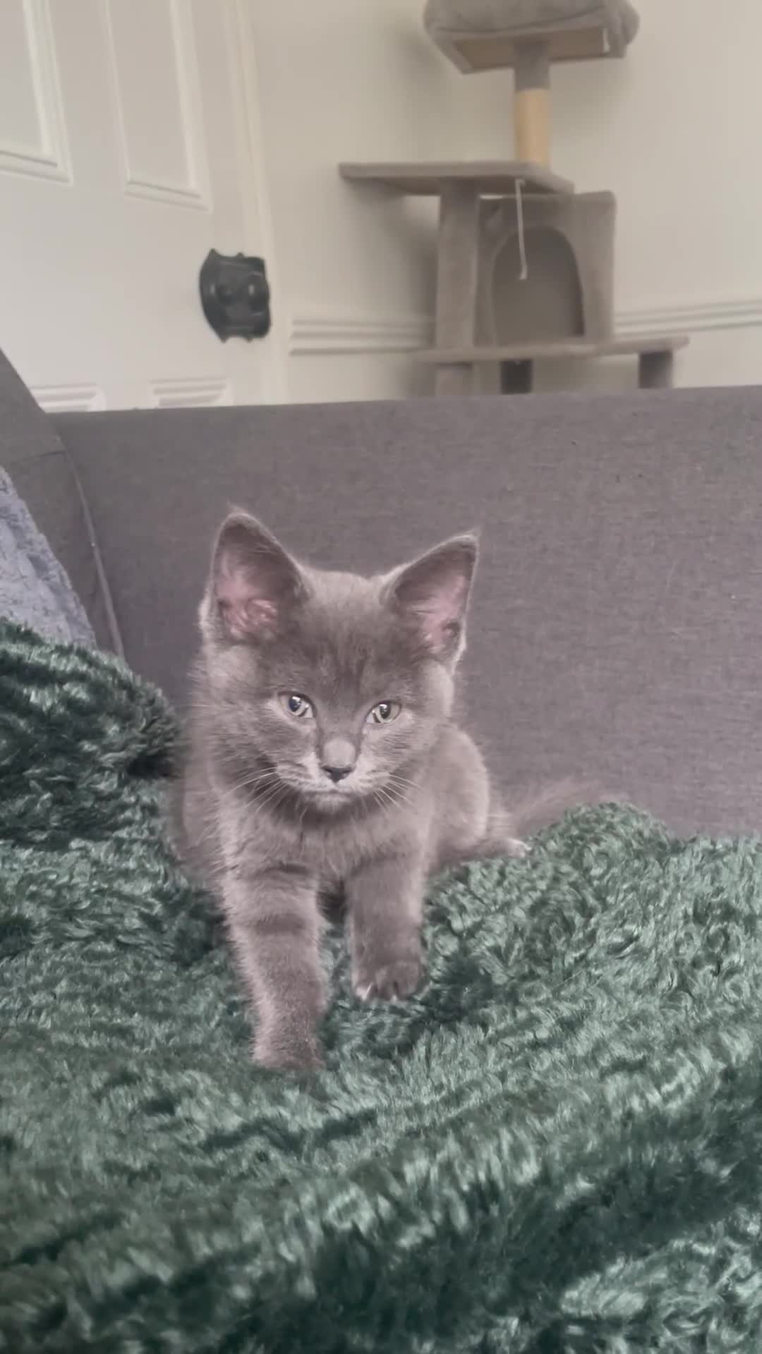 British Shorthair cats for sale: BSH x Ragdoll - Ready Now - Video 2