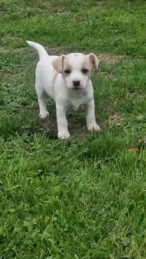 Mixed Breed dogs for sale: Jack Russell x Chihuahua puppies - Video 1