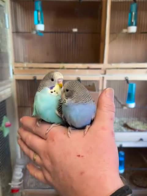 Budgerigars birds for sale: Hand reared Budgies  - Video 1