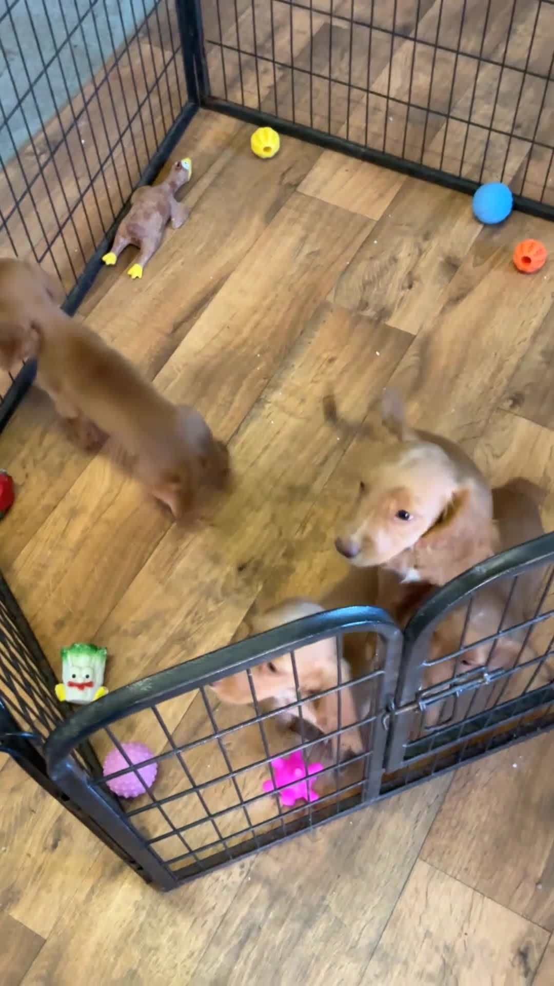 Cocker Spaniel dogs for sale: Cocker spaniel  in Doncaster - Video 1