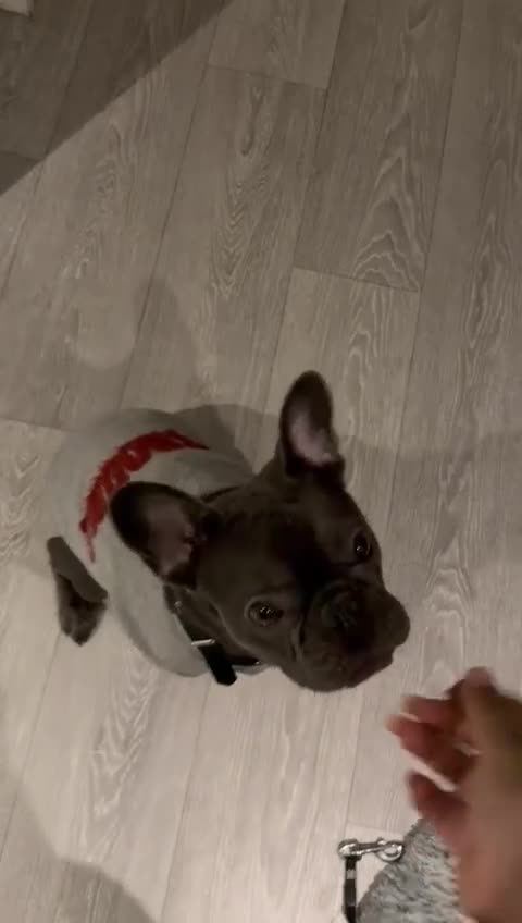 French Bulldog dogs for sale: 10 Month old male Frenchie - Video 1