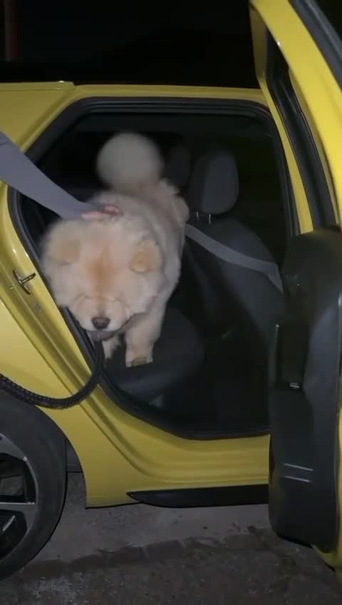 Chow Chow dogs for sale: DWKC registered chow chow - Video 1