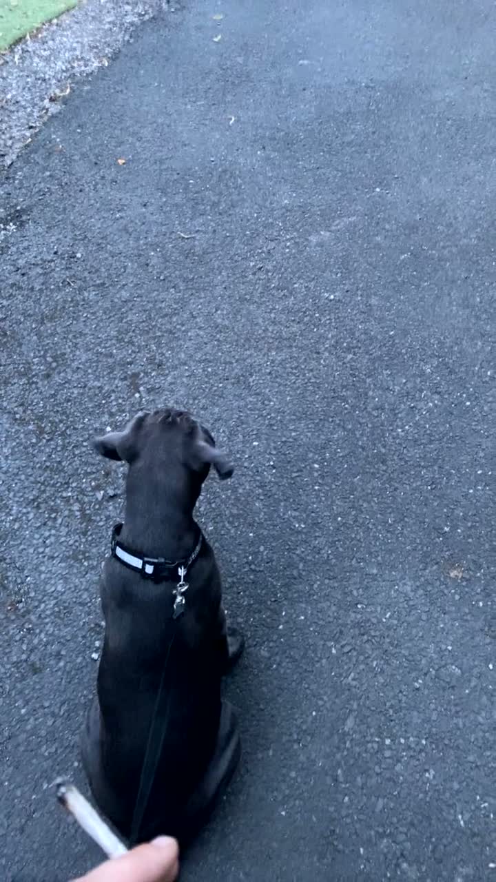 Cane Corso dogs for sale: Female cane corso  - Video 3