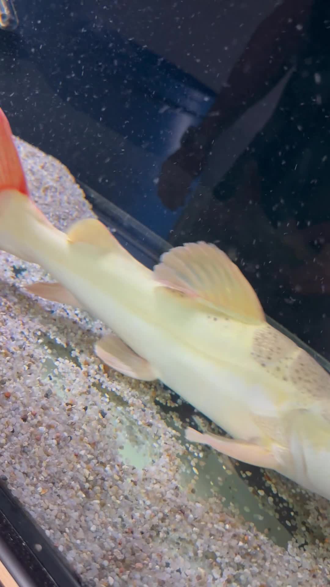 Catfish fish for sale: Platinum retail catfish  - Video 1
