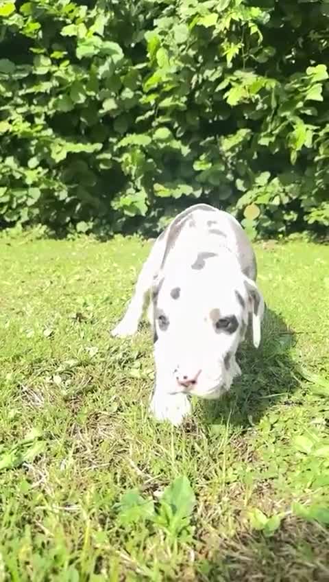 Great Dane dogs for sale: Welcome tothe world KC Registered Champ Bloodlines in Maidstone - Video 3