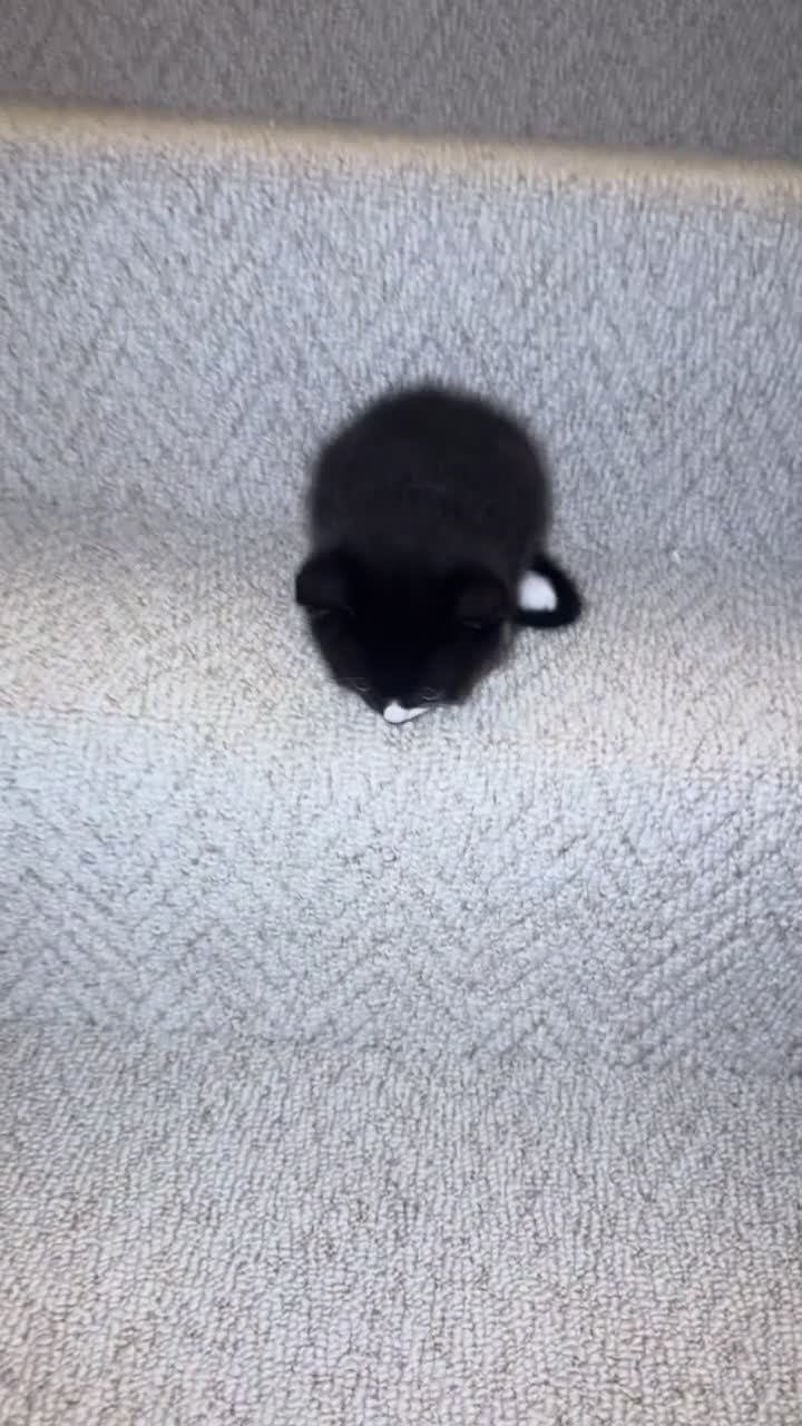 Mixed Breed cats for sale: Perdoll  mixed domestic  - Video 1