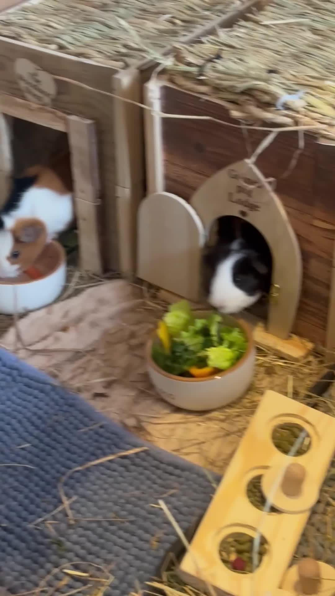 Guinea Pig rodents for sale: Guinea pig boarding in Herne bay - Video 1