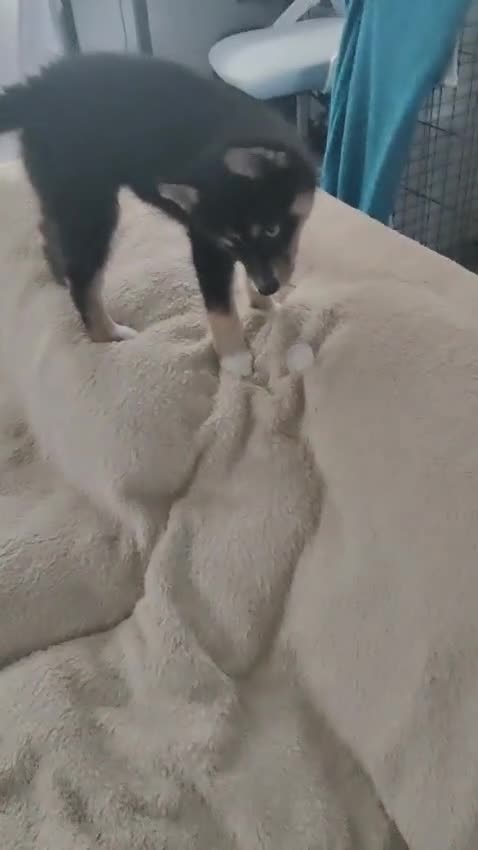 Pomsky dogs for sale: Beautiful Pomsky 1 Girl Available - Video 1