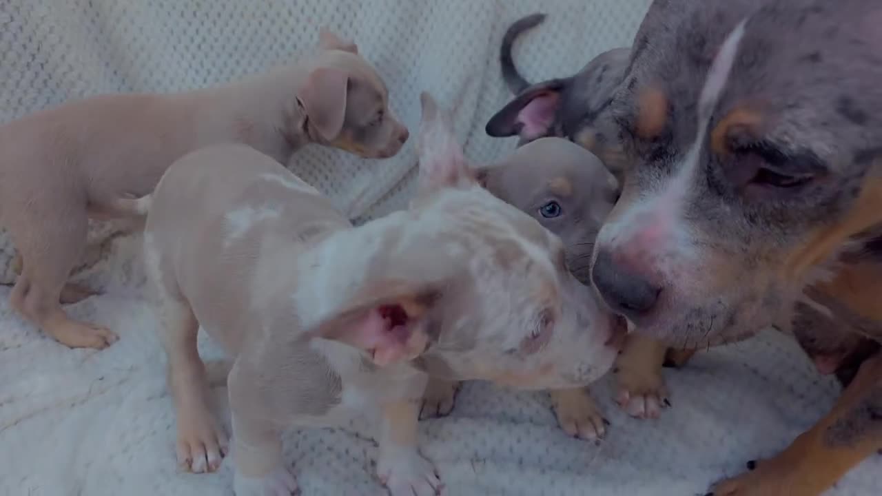 American Bully dogs for sale: ✨️💖American Bully (pocket) Puppies💖✨️ - Video 2