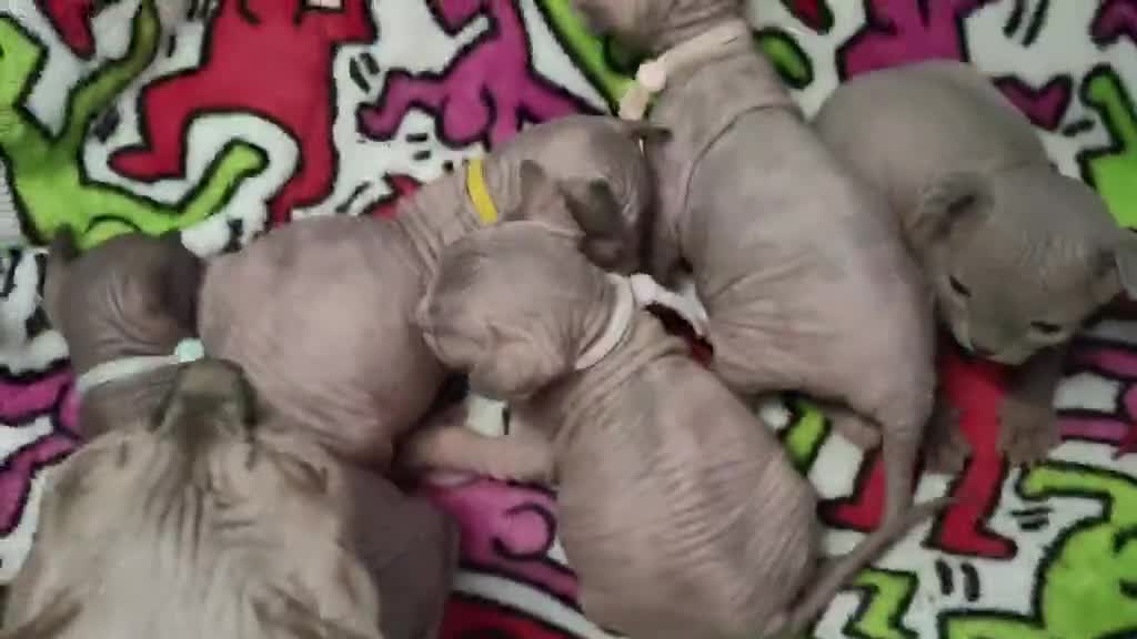 Sphynx cats for sale: Canadian Sphynx Tica registered,Blue eyes. - Video 3