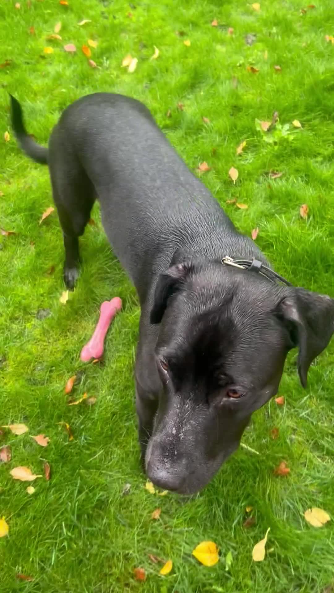 Mixed Breed dogs for sale: Peggy looking for her forever home  - Video 2