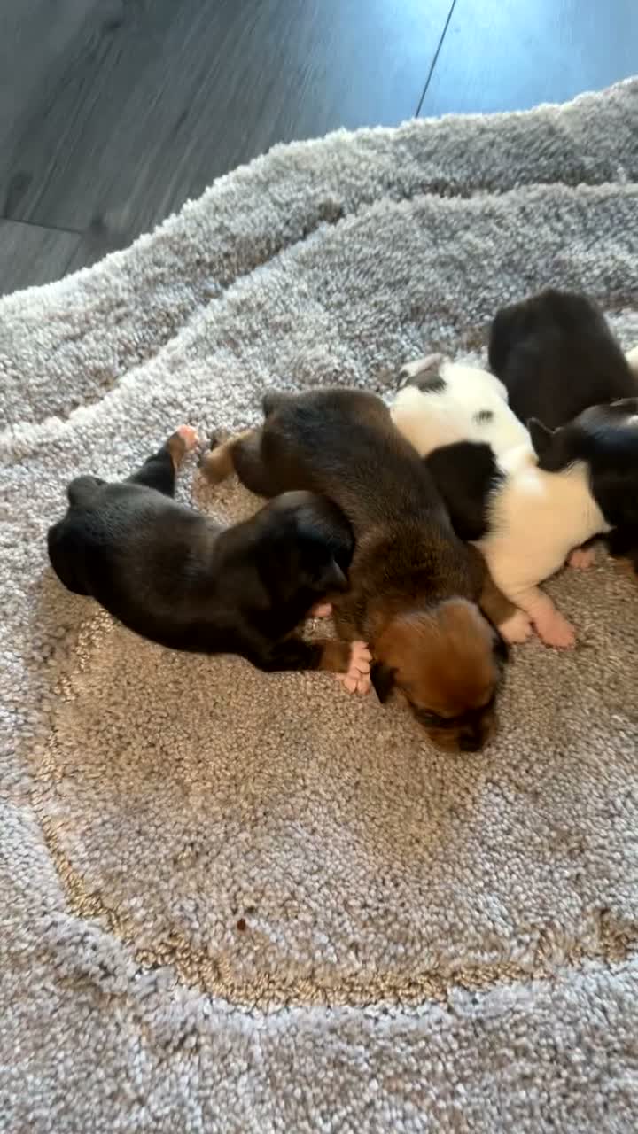 Jack Russell dogs for sale: Jack russel puppy’s  - Video 1