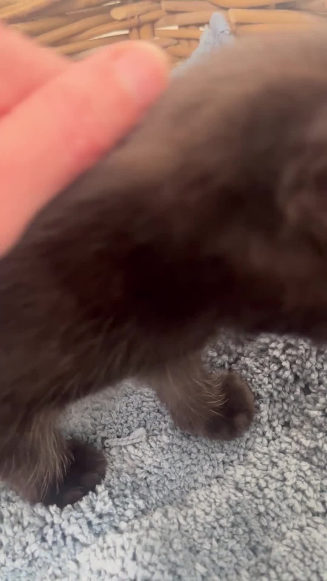 Ragdoll cats for sale: Super affectionate calm well handled ragdoll x boy - Video 1